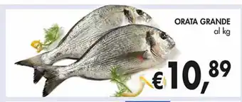 Orata grande