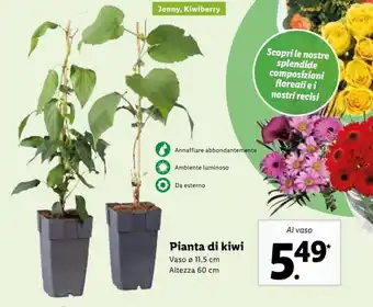Lidl Pianta di kiwi offerta
