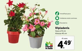 Lidl Dipladenia offerta