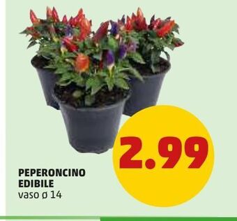 PENNY Peperoncino edibile offerta