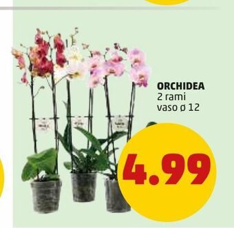 PENNY Orchidea offerta