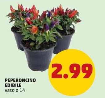 PENNY Peperoncino Edibile vaso ø 14 offerta