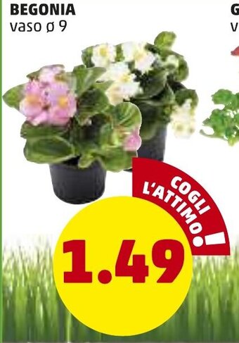 PENNY Begonia offerta