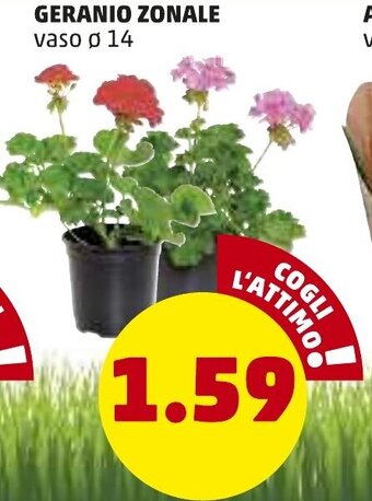 PENNY Geranio Zonale offerta