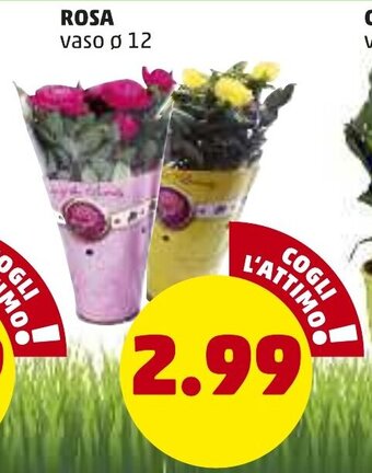 PENNY Rosa offerta
