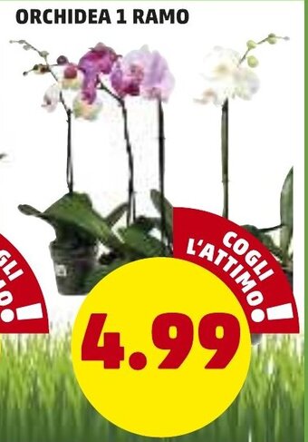 PENNY Orchidea 1 Ramo offerta