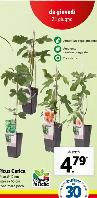 Ficus carica al vaso