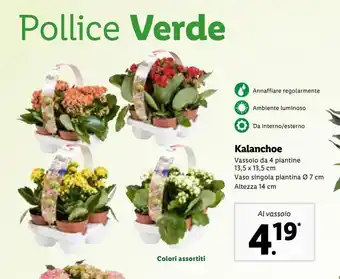 Lidl Kalanchoe al vassoio offerta