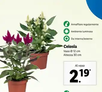 Lidl Celosia al vaso offerta