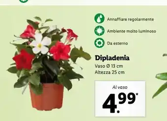 Lidl Dipladenia al vaso offerta