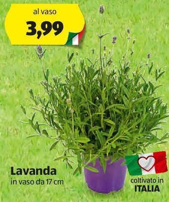 Lavanda