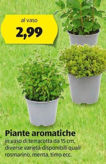 ALDI Piante aromatiche offerta