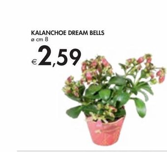 Bennet Kalanchoe dream bells offerta