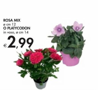 Bennet Rosa mix o platycodon offerta