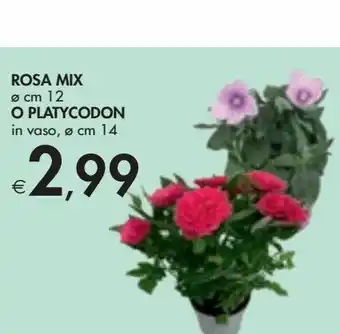 Bennet Rosa mix o platycodon offerta