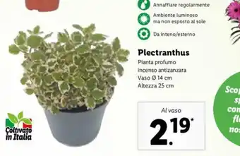 Lidl Plectranthus Vaso Ø 14 cm/Altezza 25 cm offerta