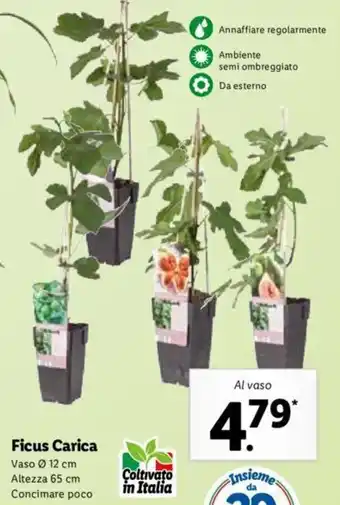 Lidl Ficus Carica Vaso Ø 12 cm/Altezza 65 cm offerta