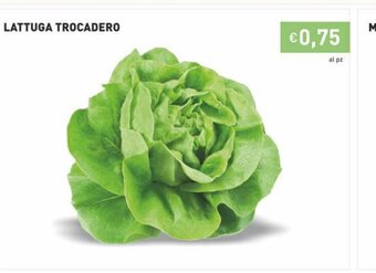 Prezzemolo e Vitale Lattuga Trocadero offerta