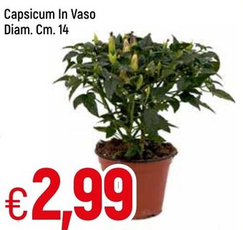 Famila Capsicum In Vaso Diam. Cm. 14 offerta
