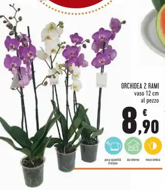 Conad Orchidea 2 Rami vaso 12 cm al pezzo offerta