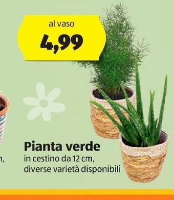Piante verdi