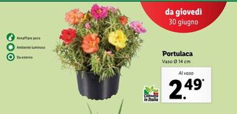 Portulaca