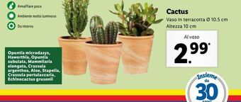 Lidl Cactus offerta