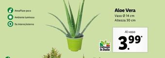 Aloe vera