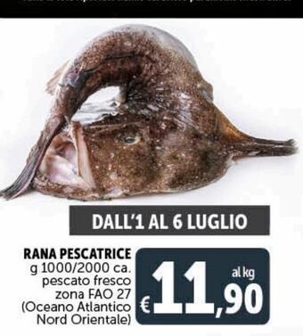 Deco Superstore Rana pescatrice offerta