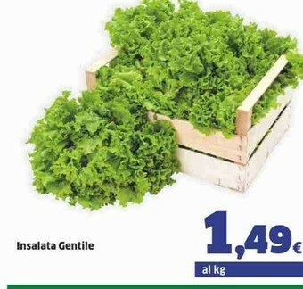 Sigma Insalata Gentile offerta