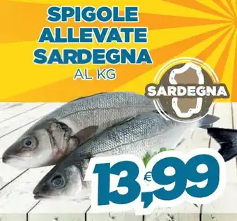 Spigole Allevate Sardegna