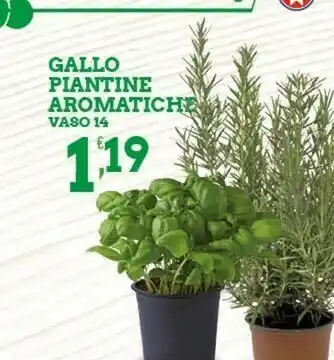 Sigma Gallo Piante offerta