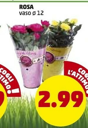 PENNY Rosa offerta