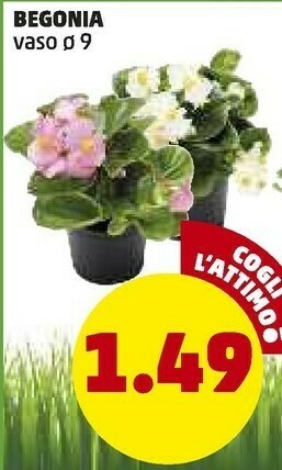 PENNY Begonia offerta