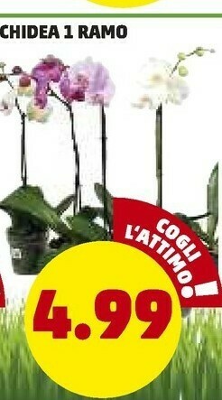 PENNY Orchidea offerta