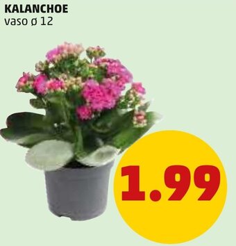 PENNY Kalanchoe vaso ø 12 offerta
