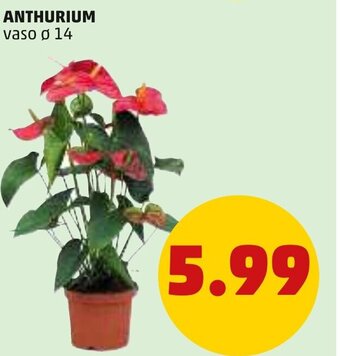PENNY Anthurium vaso ø 14 offerta