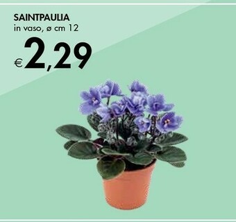 Bennet Bennet Saintpaulia In Vaso offerta