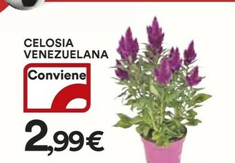 Coop Piante offerta