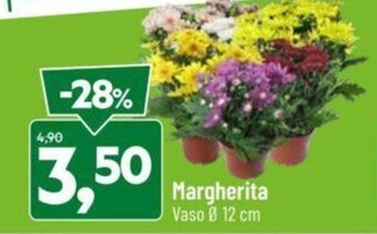 DPiù Margherita offerta