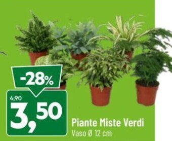 DPiù Piante Miste Verdi offerta