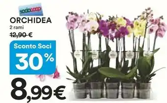 Coop Orchidea