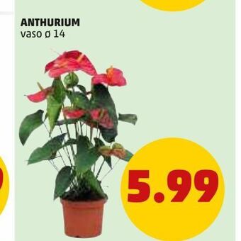 PENNY Anthurium vaso 14 offerta