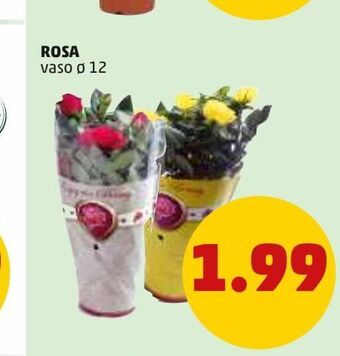 PENNY Rosa vaso 12 offerta