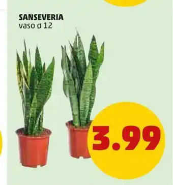 PENNY Sanseveria vaso 12 offerta