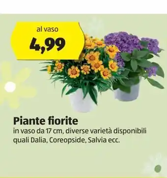 ALDI Piante fiorite offerta