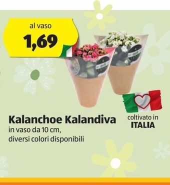 ALDI Kalanchoe kalandiva offerta