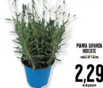 Conad Superstore Piante offerta