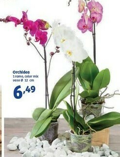 In'S Mercato Orchidea offerta