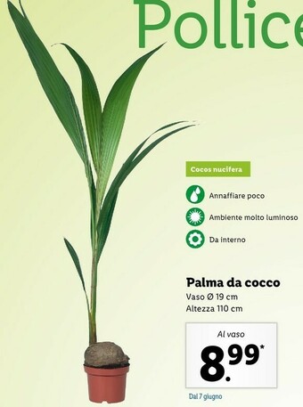 Lidl Palma Da Cocco offerta